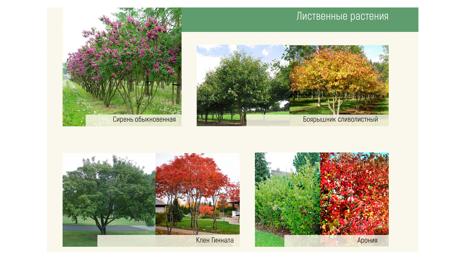 Изображение галереи 4