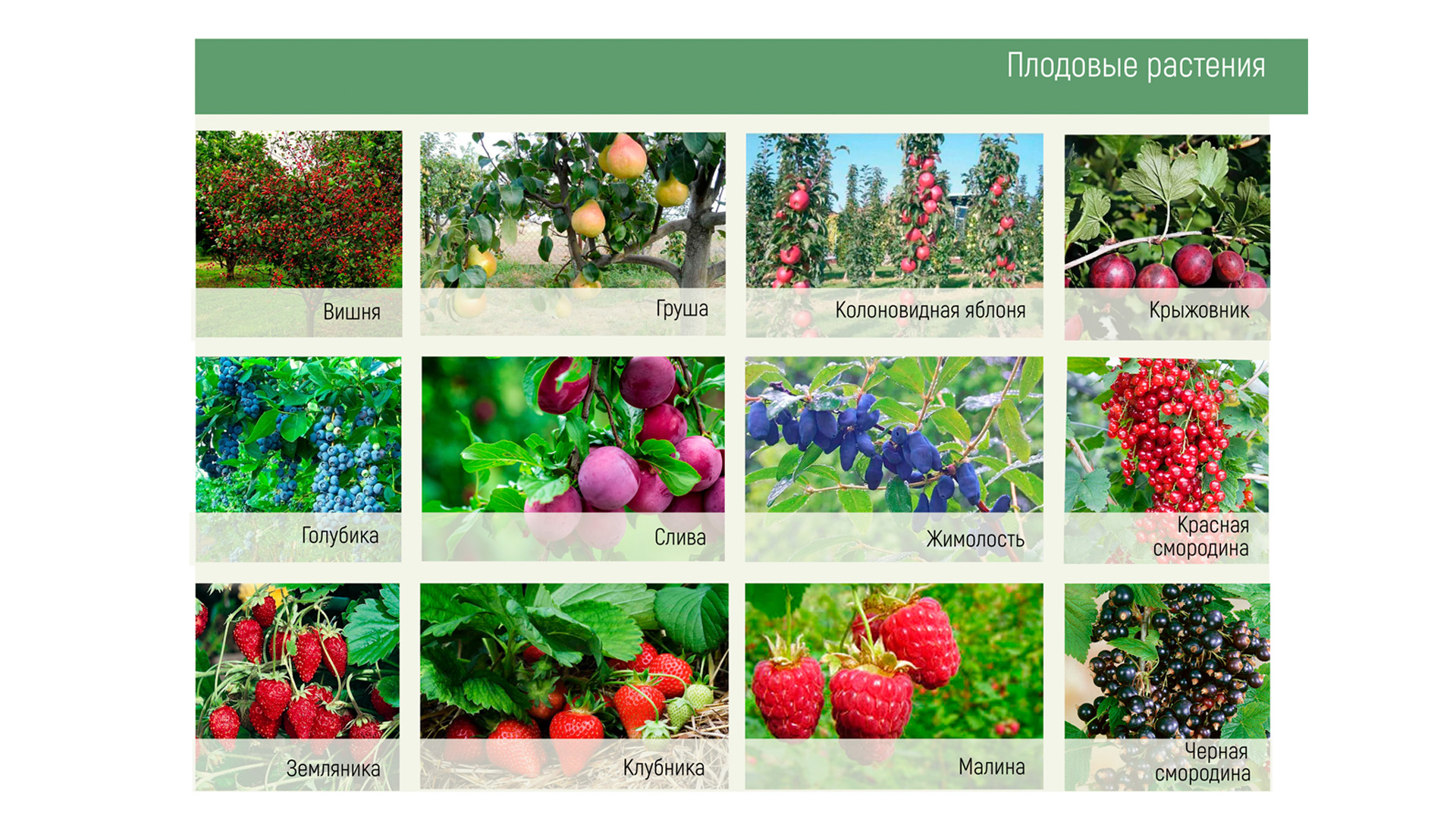 Изображение галереи 6